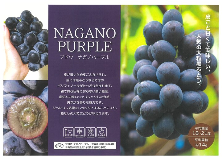 ブドウ ナガノパープル 4号ロングポット 挿し木苗 1年生 PVP｜果樹10