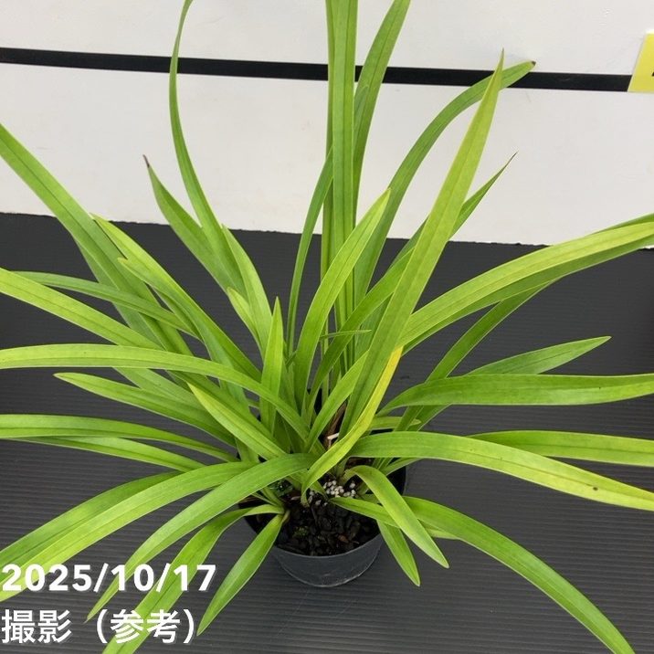 <開花見込み株>キンリョウヘン 4号 (品種不明)|ミツバチ蘭|洋蘭10-TU