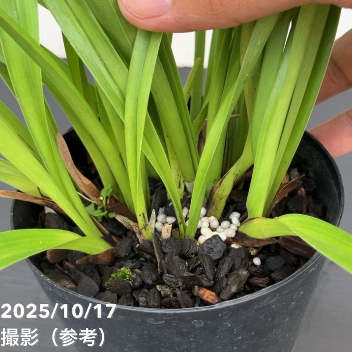 <開花見込み株>キンリョウヘン 4号 (品種不明)|ミツバチ蘭|洋蘭10-TU