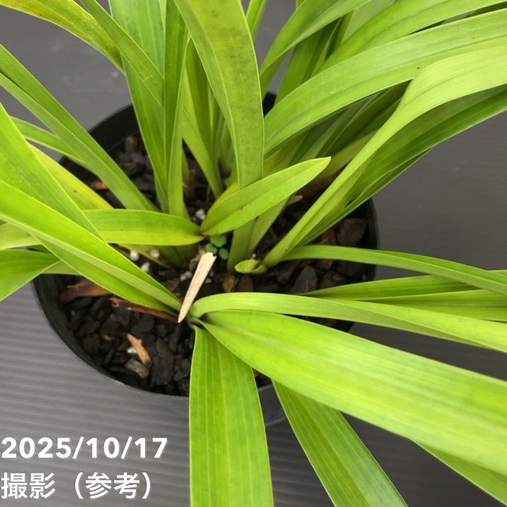 <開花見込み株>キンリョウヘン 4号 (品種不明)|ミツバチ蘭|洋蘭10-TU