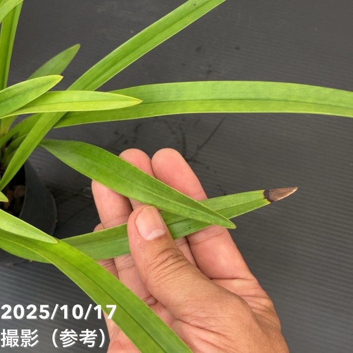 <開花見込み株>キンリョウヘン 4号 (品種不明)|ミツバチ蘭|洋蘭10-TU