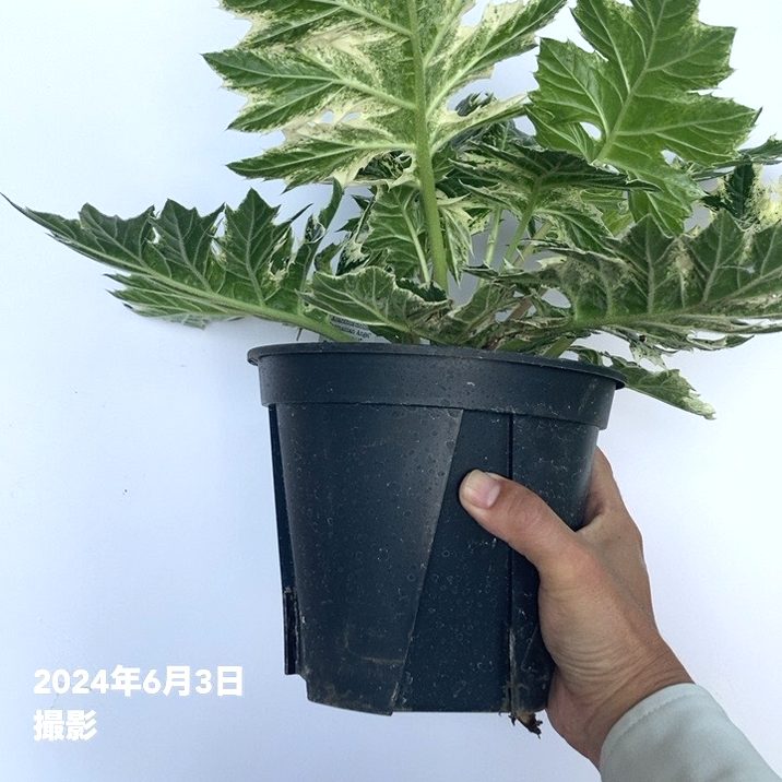 大株＞斑入り アカンサスモリス タスマニアンエンジェル 6号スリット鉢