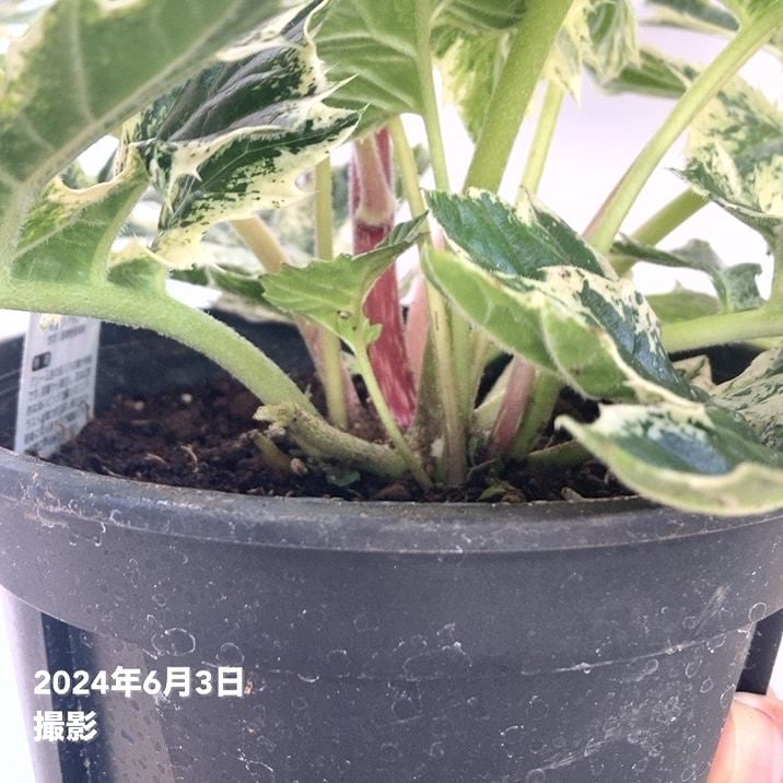 大株＞斑入り アカンサスモリス タスマニアンエンジェル 6号スリット鉢