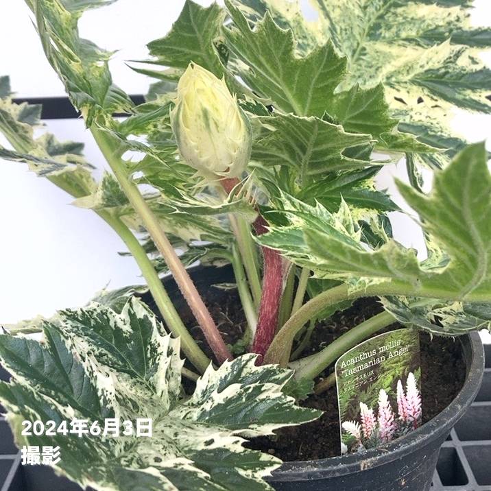 大株＞斑入り アカンサスモリス タスマニアンエンジェル 6号スリット鉢