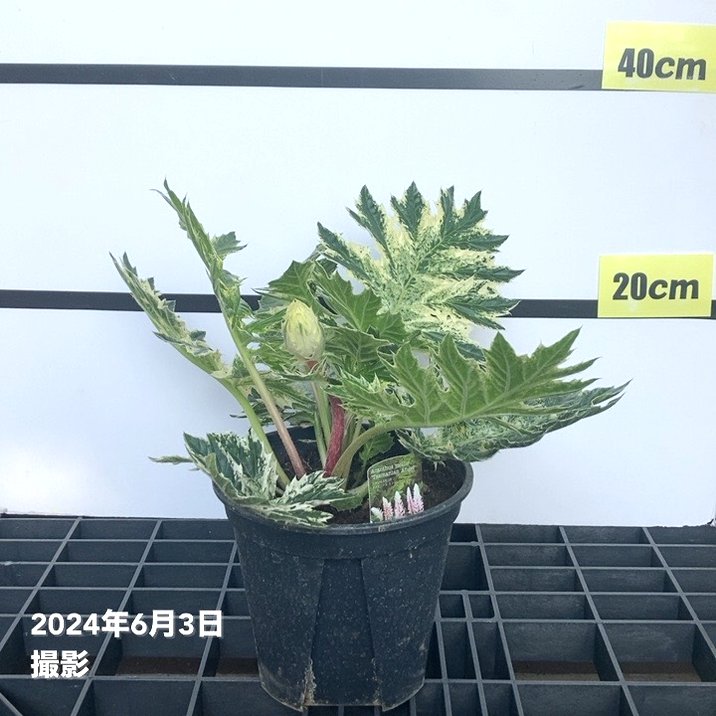 大株＞斑入り アカンサスモリス タスマニアンエンジェル 6号スリット鉢