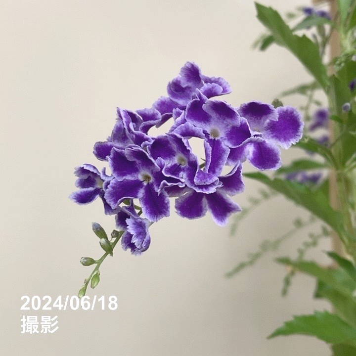 デュランタ レペンス 宝塚 5号角鉢行燈仕立て｜草花04-PA | 草花