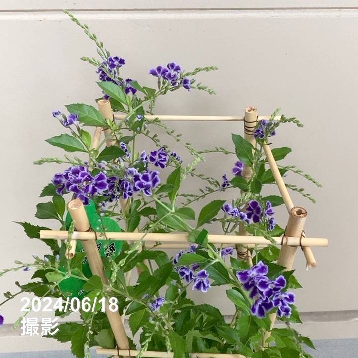 デュランタ レペンス 宝塚 5号角鉢行燈仕立て｜草花04-PA | 草花
