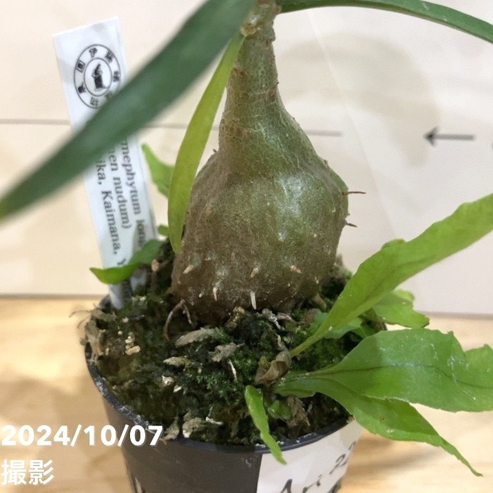 現品お届け】アリ植物 ミルメフィツム Myrmephytum longissimum（nomen