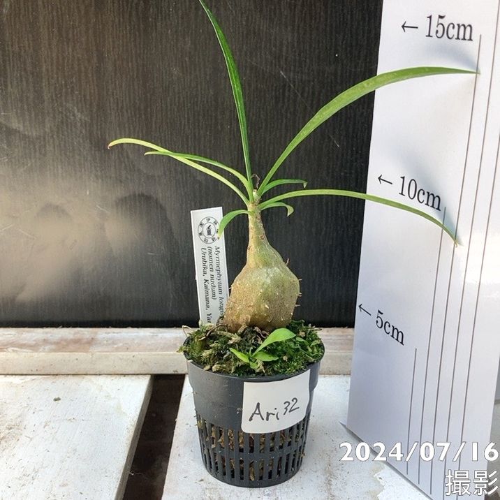 現品お届け】アリ植物 ミルメフィツム Myrmephytum longissimum（nomen