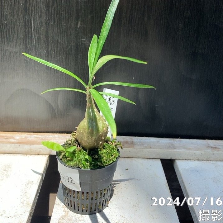 現品お届け】アリ植物 ミルメフィツム Myrmephytum longissimum（nomen