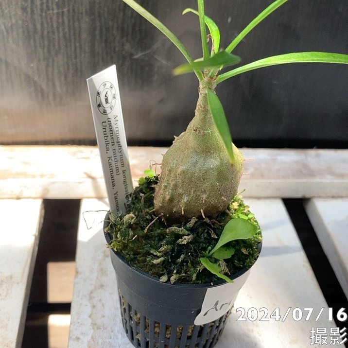 現品お届け】アリ植物 ミルメフィツム Myrmephytum longissimum（nomen