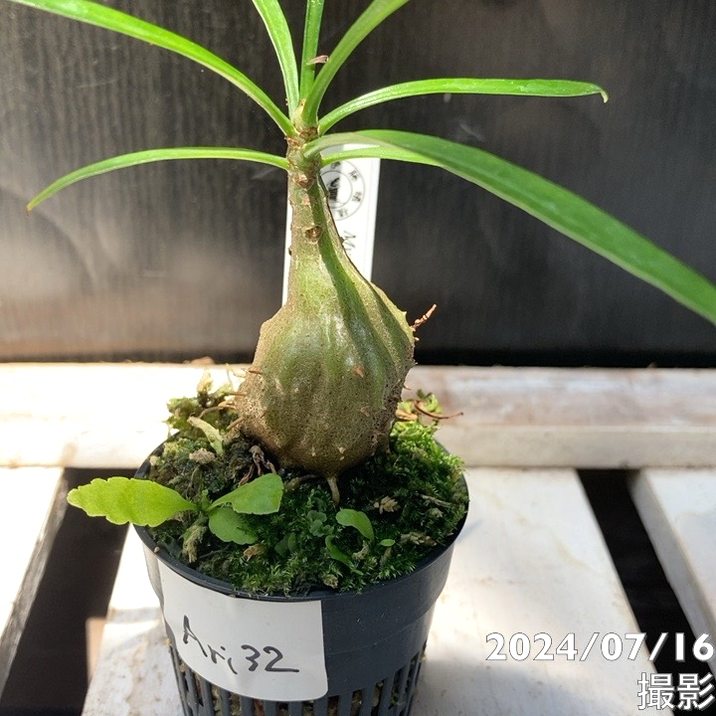 現品お届け】アリ植物 ミルメフィツム Myrmephytum longissimum（nomen