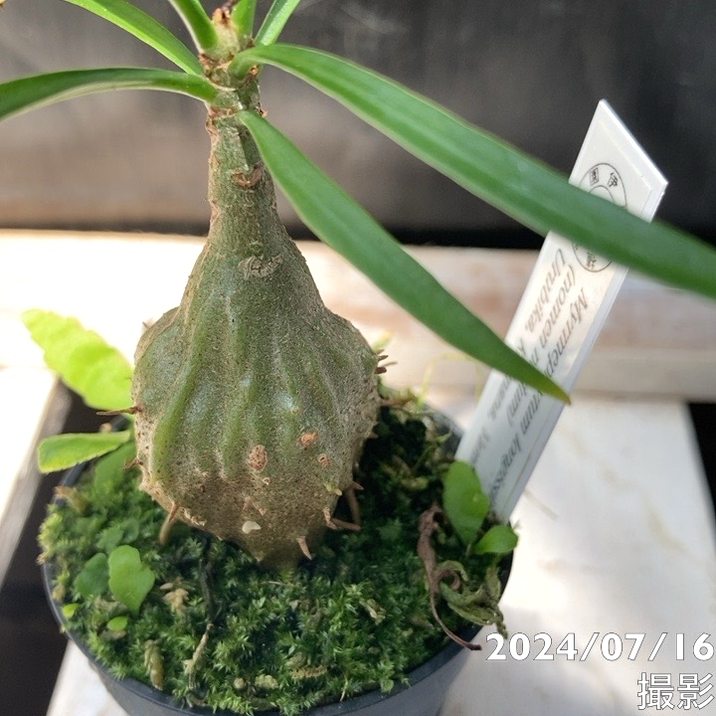 現品お届け】アリ植物 ミルメフィツム Myrmephytum longissimum（nomen