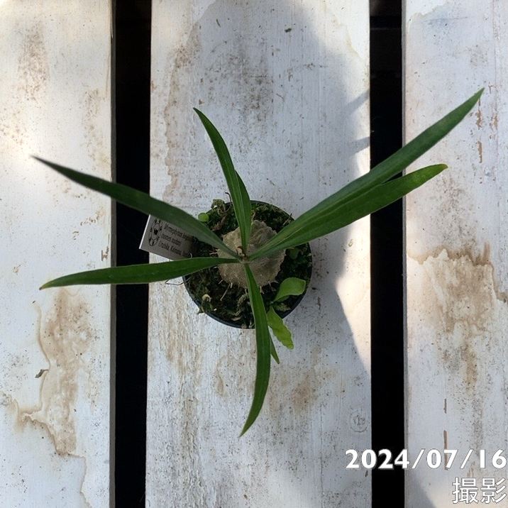 現品お届け】アリ植物 ミルメフィツム Myrmephytum longissimum（nomen