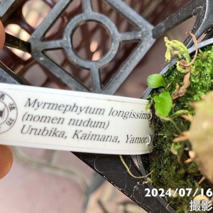現品お届け】アリ植物 ミルメフィツム Myrmephytum longissimum（nomen