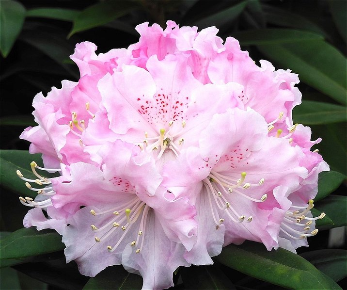 シャクナゲ スーパーローディー 3.5号 ダブルブーケ｜花木01-D1 | 赤塚