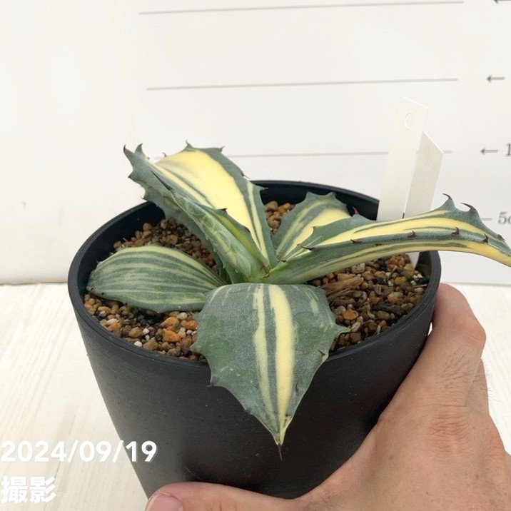 現品お届け】アガベ 5号 赤牙龍 Agave salmiana（A17）｜観葉01-D1