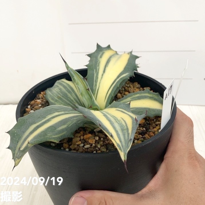 現品お届け】アガベ 5号 赤牙龍 Agave salmiana（A17）｜観葉01