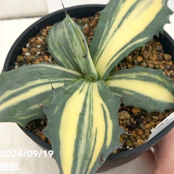 現品お届け】アガベ 5号 赤牙龍 Agave salmiana（A17）｜観葉01
