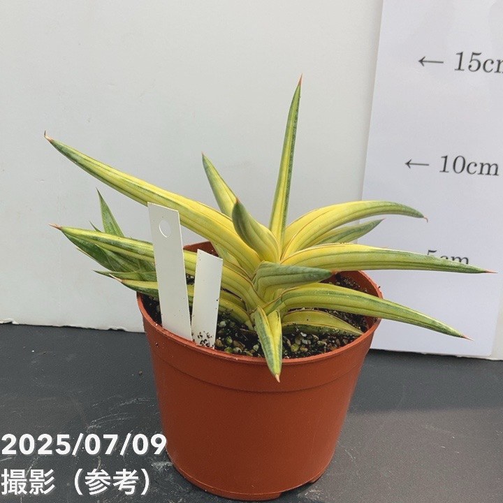 現品お届け】サンスベリア 3.5号 バリースター 斑入り（S105）｜観葉02