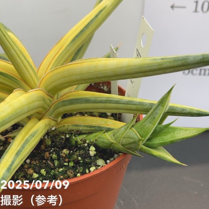 サンスベリア　キスマヨ　激レア血統　斑入り　サンセベリア　クリア鉢・皿付き サンスベリア キスマヨ 激レア血統 斑入り サンセベリア クリア鉢・皿付き