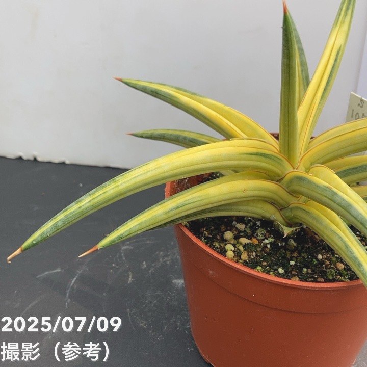 斑入り サンセベリア Green Dragon サンスベリア 群生 サンセベリア