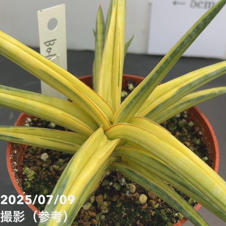 現品お届け】サンスベリア 3.5号 バリースター 斑入り（S105）｜観葉02