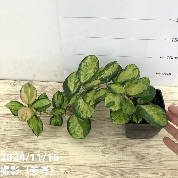 なおなおさん専用0505 ＊ホヤ ＊ Hoya ＊ peninsularis A Visit with Hoya sp. NS05 055 - YouTube