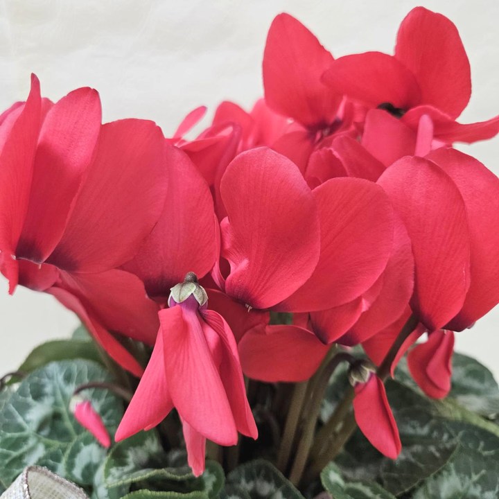 赤塚植物園オリジナル冬ギフト シクラメン 赤 インテリア鉢｜鉢花04-PA