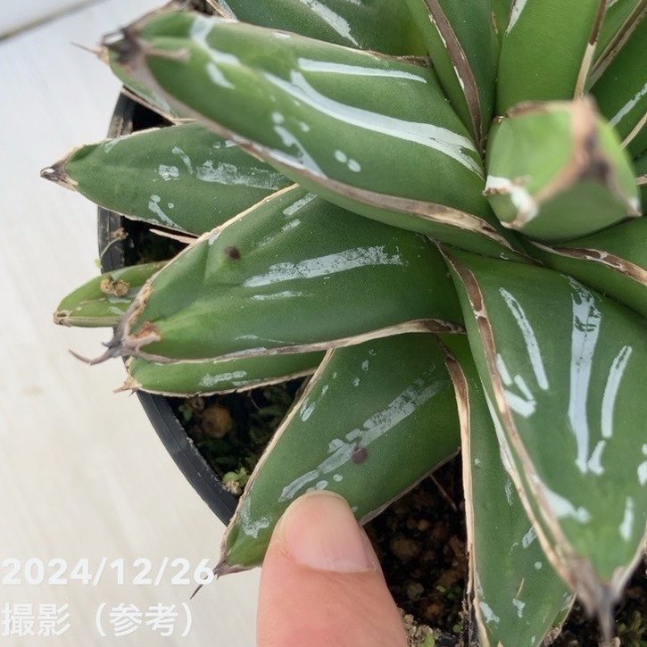 ワケアリ 特価】アガベ 5号 ビクトリア レジーナ（ビクトリア レギネ