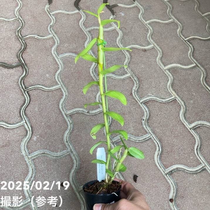 デンドロビューム交配種 2.5号 スーパー アノスマム 'チェリースマイル