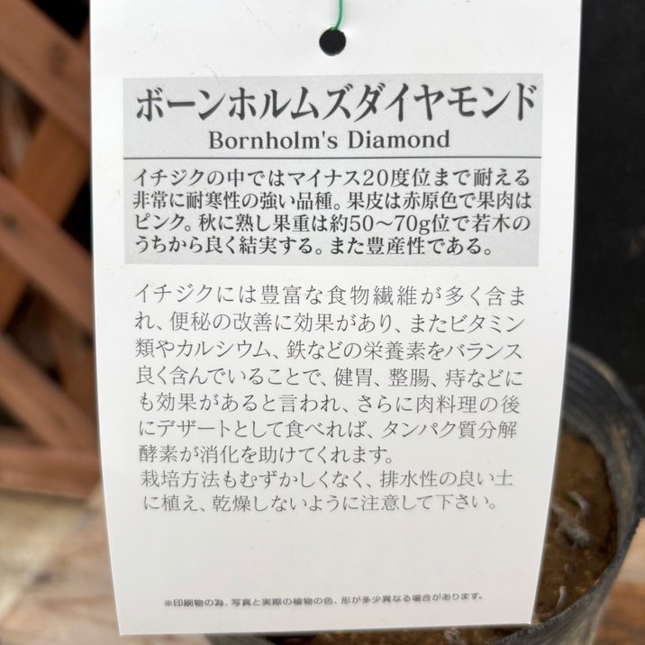 イチジク ボーンホルムズダイヤモンド 5号|果樹04-PA