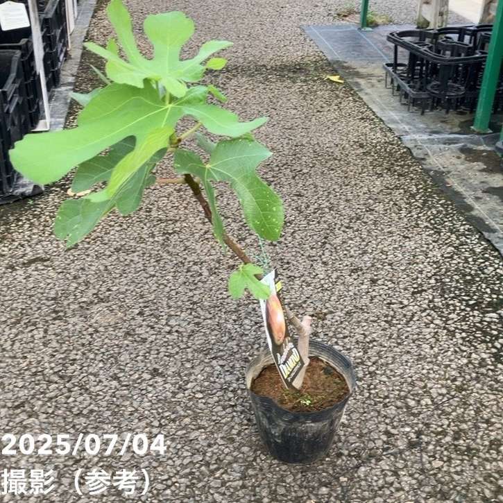 イチジク ボーンホルムズダイヤモンド 5号|果樹04-PA