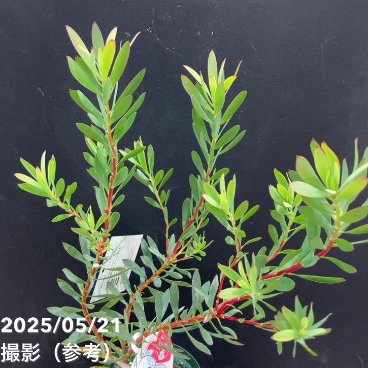 リューカデンドロン ハワイアンマジック 4号｜花木10-TU | 花木・庭木