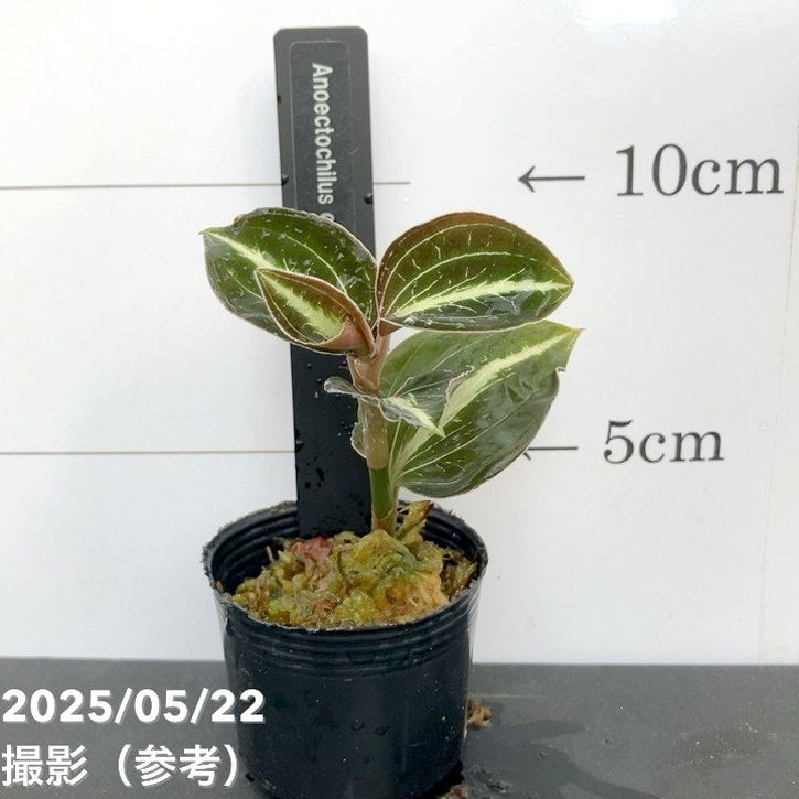 ジュエルオーキッド 1号 Anoectochilus lylei｜洋蘭01-D1 | 草花,洋