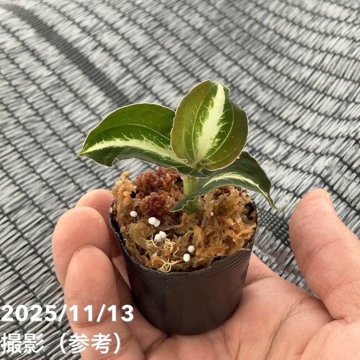 ジュエルオーキッド 1号 Anoectochilus lylei｜洋蘭01-D1 | 草花,洋