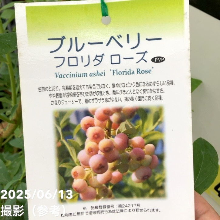 ブルーベリー ラビットアイ系 フロリダローズ 8号 PVP｜果樹10-TU
