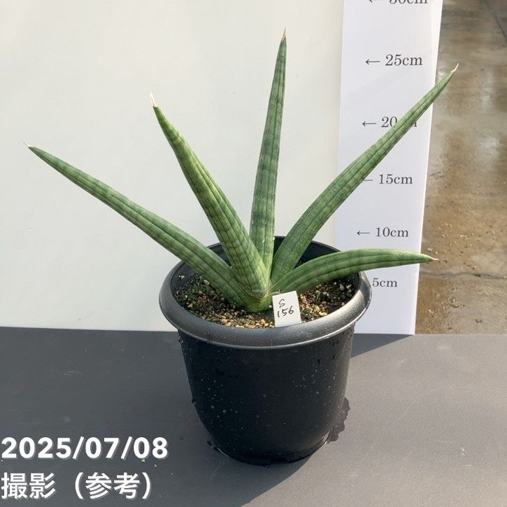 現品お届け】サンスベリア 5号 龍の爪（Dragon nail）黒プラ鉢（S156