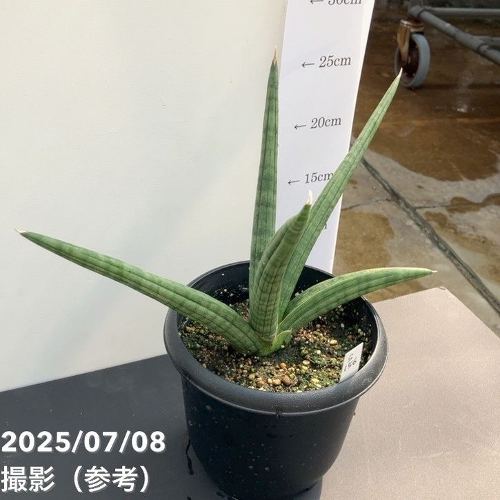 現品お届け】サンスベリア 5号 龍の爪（Dragon nail）黒プラ鉢（S156