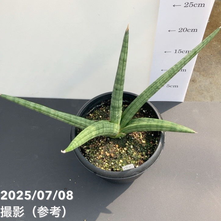 現品お届け】サンスベリア 5号 龍の爪（Dragon nail）黒プラ鉢（S156