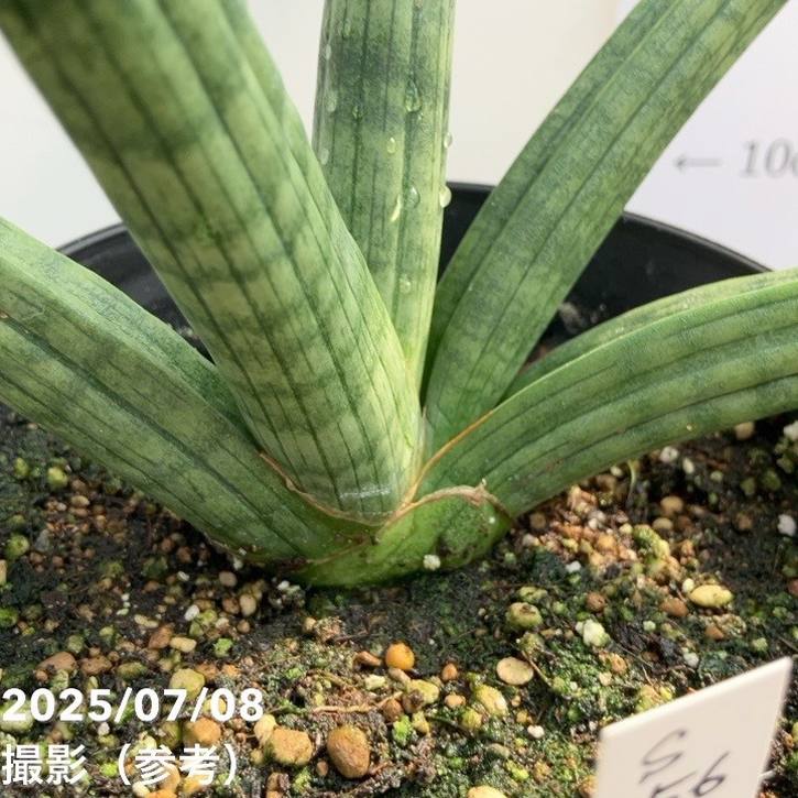 現品お届け】サンスベリア 5号 龍の爪（Dragon nail）黒プラ鉢（S156