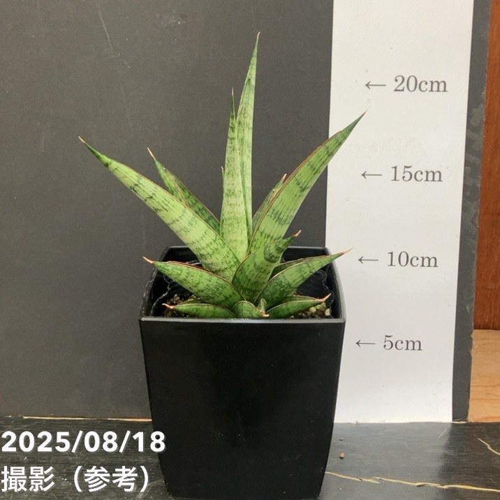 まりも まりも KAWASAKI ZX-4R ,4RR 2023〜2024 AUSTINRACING スリップオン