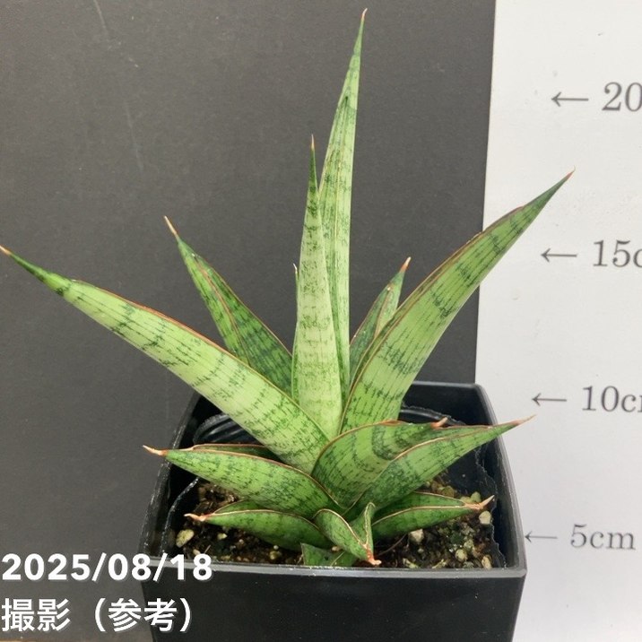 期間限定10％OFF！】サンスベリア 4号 ロックマン Rockman 角プラ鉢