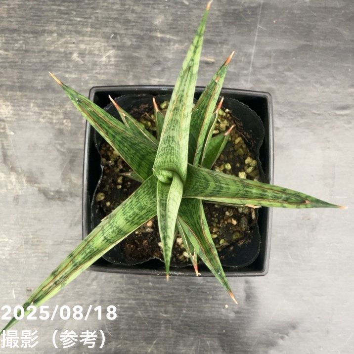 サンスベリア 4号 ロックマン Rockman 角プラ鉢仕様｜観葉02-D2