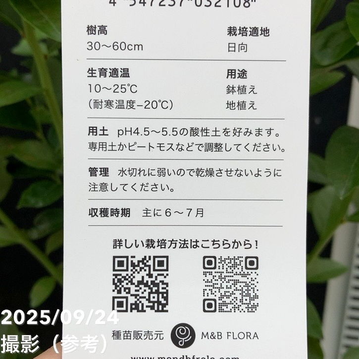 コンパクトブルーベリー ジェリービーン 5号｜果樹04-PA | 果樹