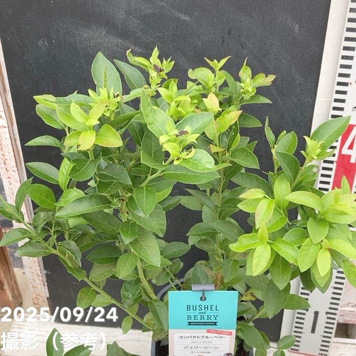 コンパクトブルーベリー ジェリービーン 5号｜果樹04-PA | 果樹