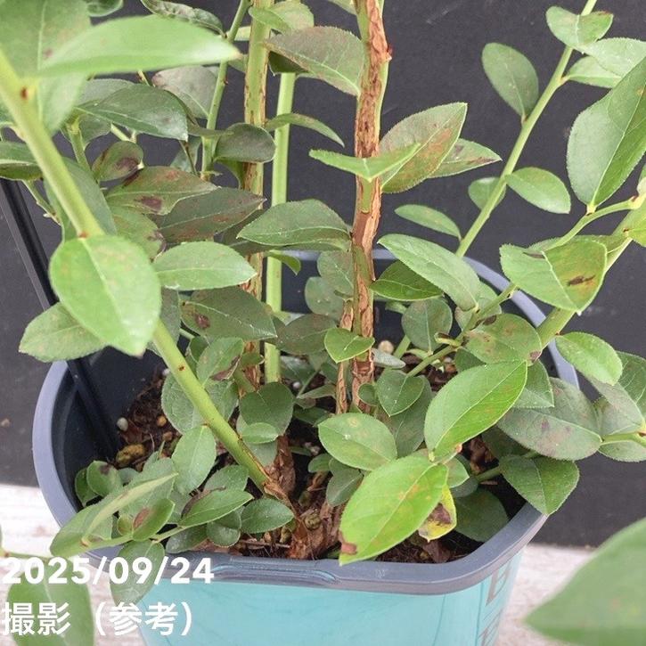 コンパクトブルーベリー ジェリービーン 5号｜果樹04-PA | 果樹