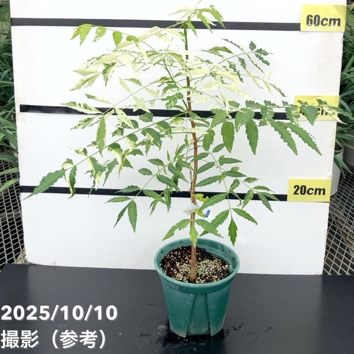 レア、切花品種　紅☆☆　小苗 Amazon.co.jp: 日本の暑さに強い!スキミアの苗 3～3.5号ポット 色