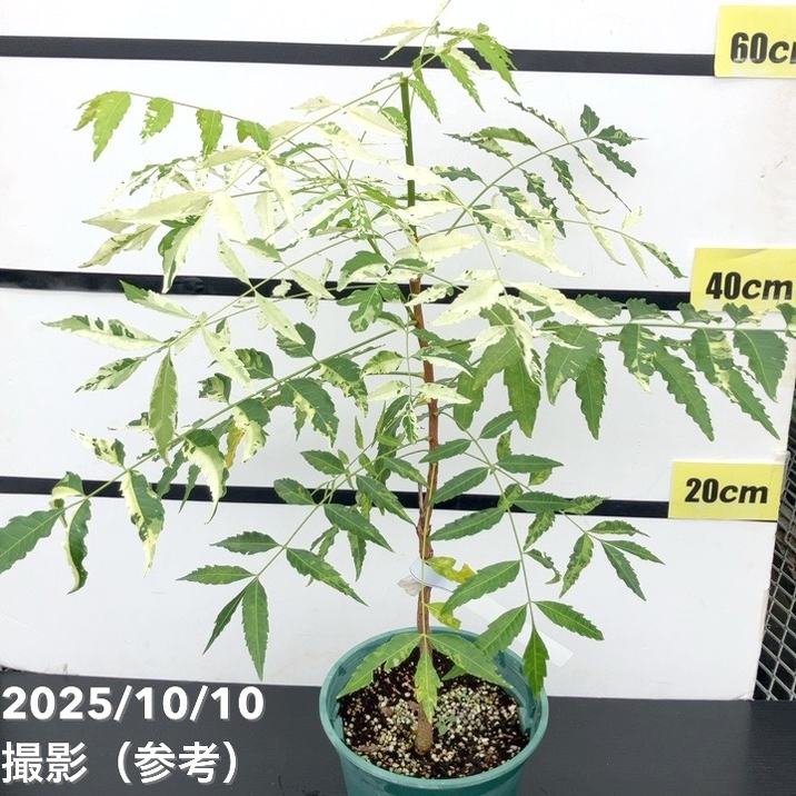 現品お届け レア斑入り】ニーム Azadirachta SPP. 5号 No.1｜観葉01-D1