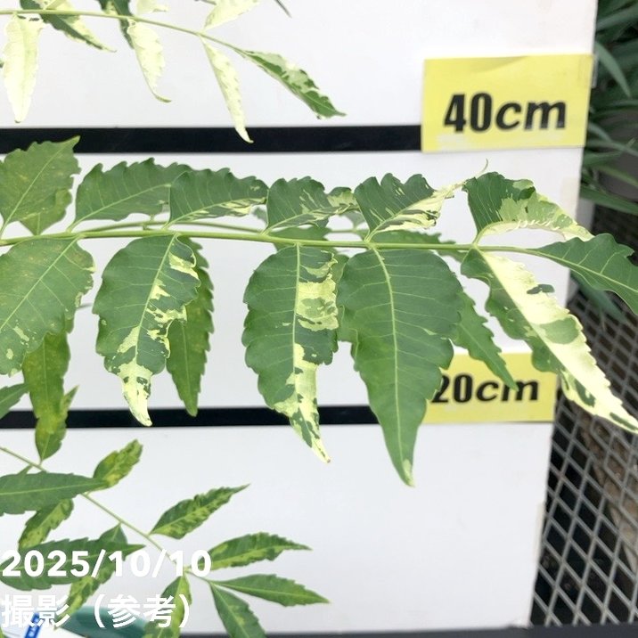 現品お届け レア斑入り】ニーム Azadirachta SPP. 5号 No.1｜観葉01-D1